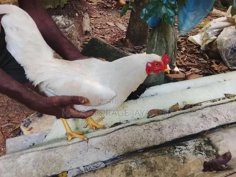 කුකුළන් විකිනිමට ඇත