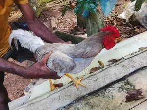 කුකුළන් විකිනිමට ඇත