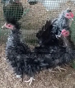 Frizzle Bantam