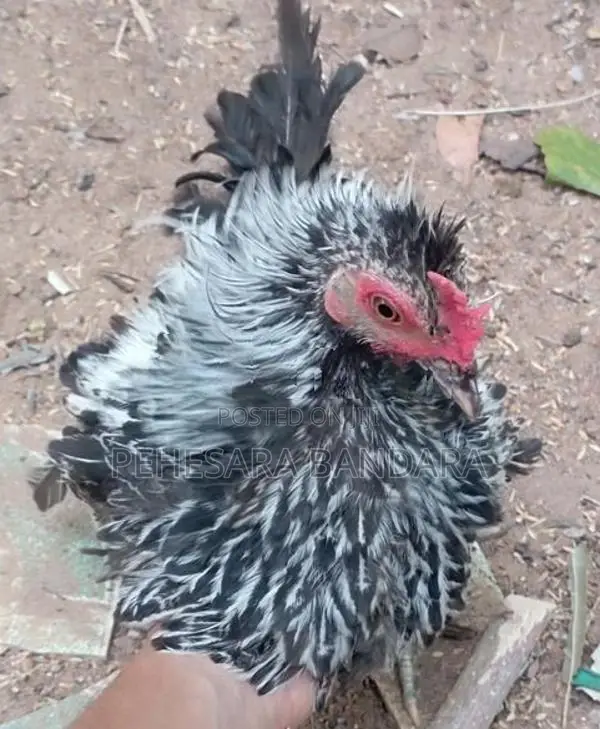 Frizzle Bantam