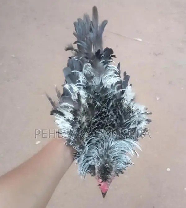 Frizzle Bantam