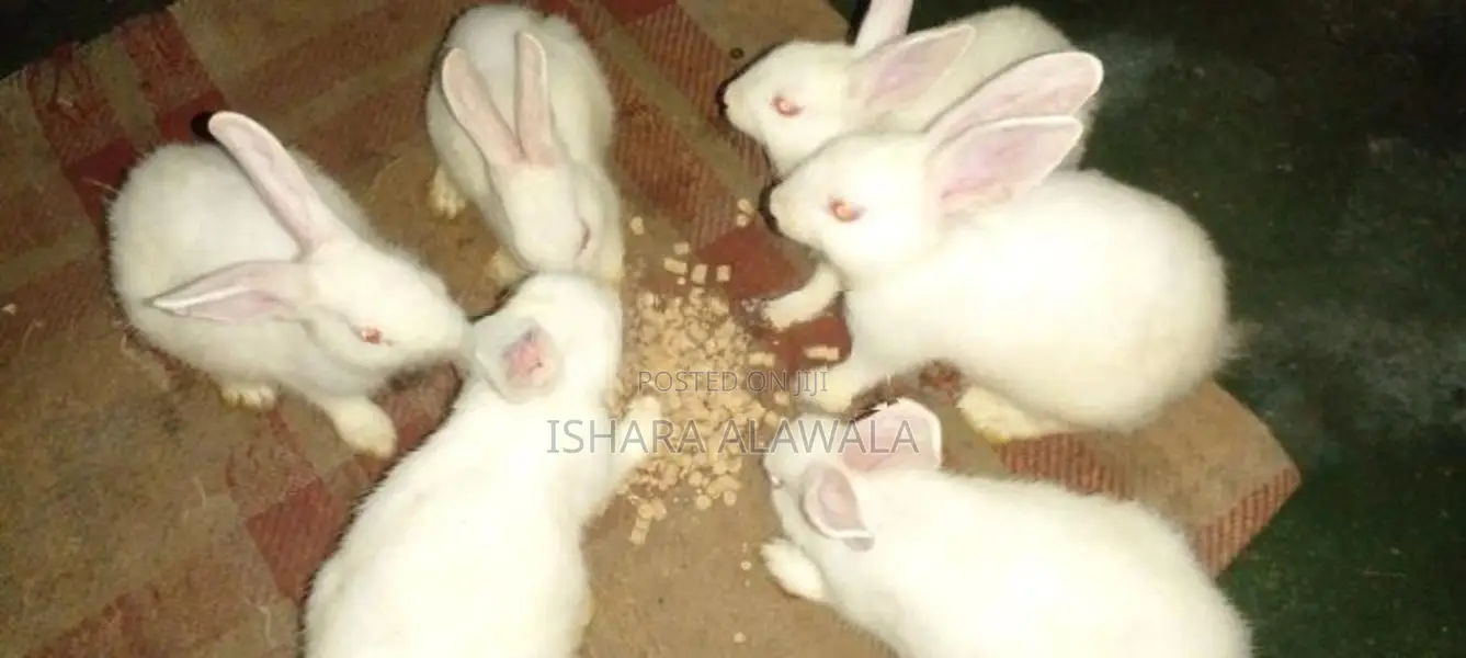 Rabbit ( Angora)