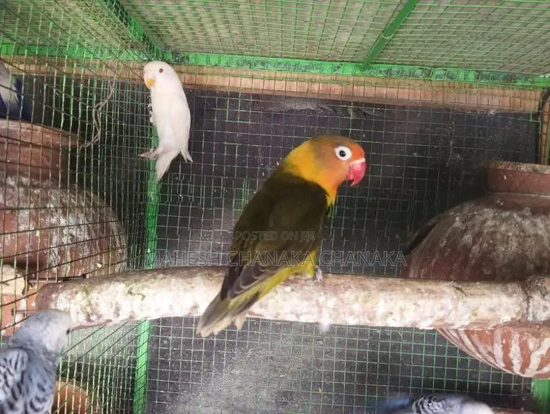 African Love Birds