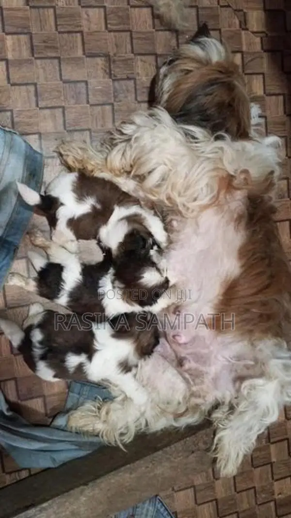 Shih Tzu Puppies