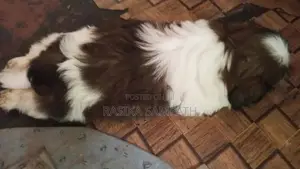 Shih Tzu Puppies