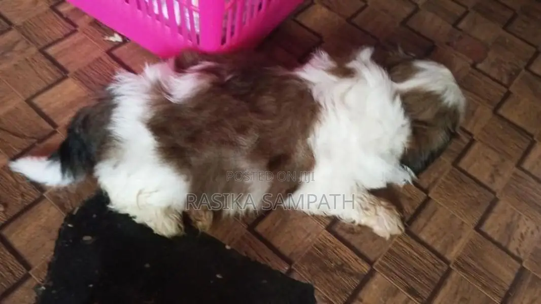 Shih Tzu Puppies