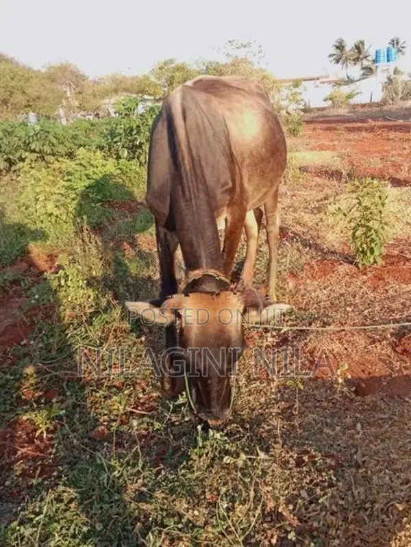 Jersey Cow