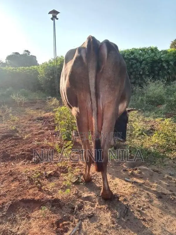 Jersey Cow