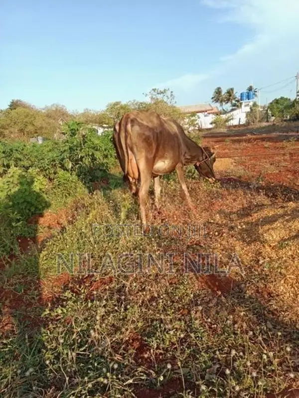 Jersey Cow