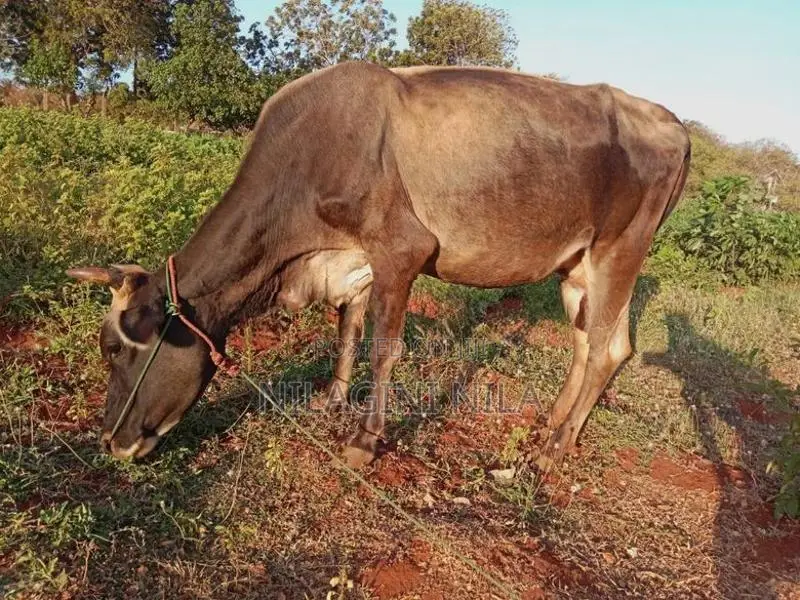 Jersey Cow