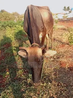 Jersey Cow