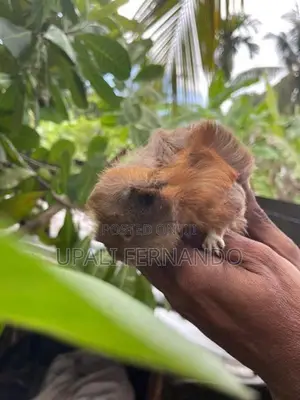 Guinea Pig