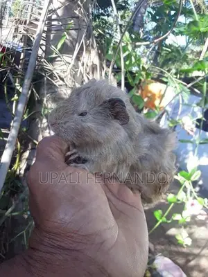 Guinea Pig