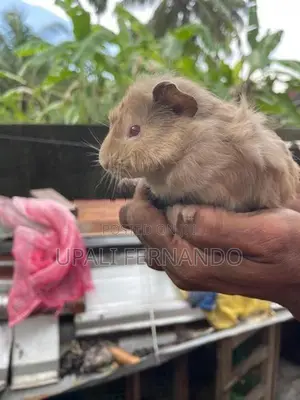 Guinea Pig