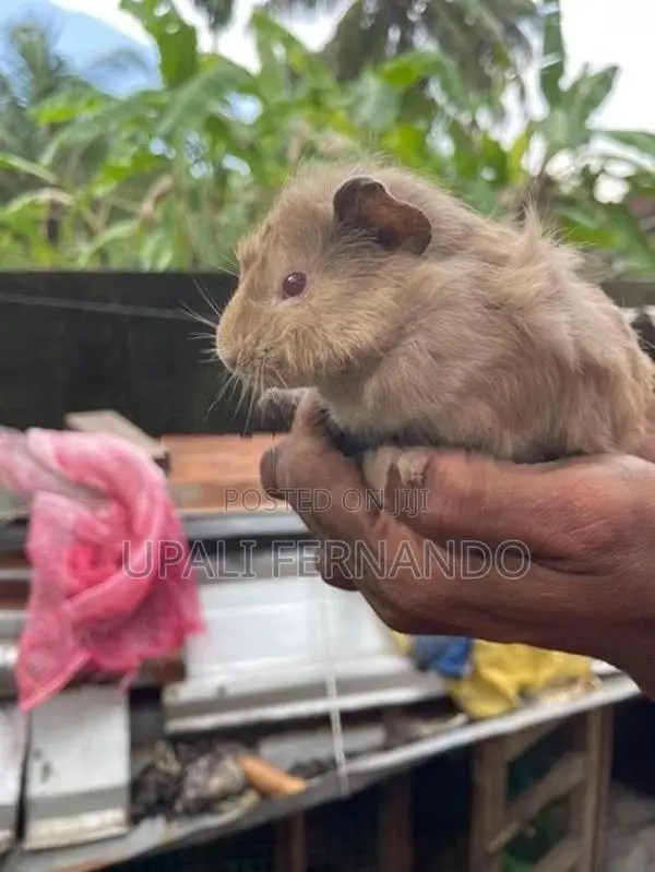 Guinea Pig
