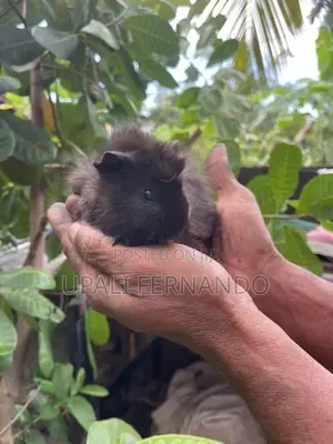 Guinea Pig