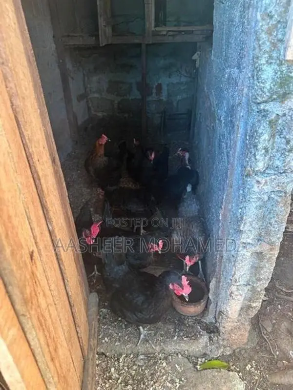 Country Hens