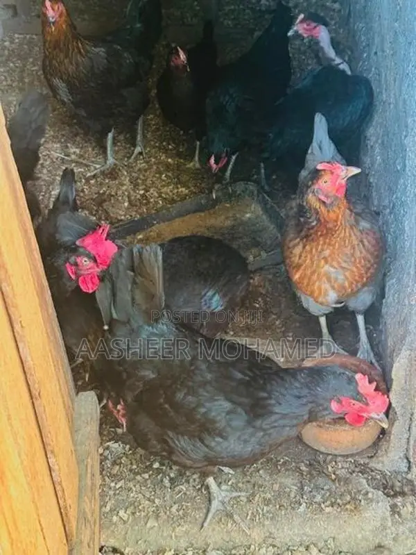 Country Hens