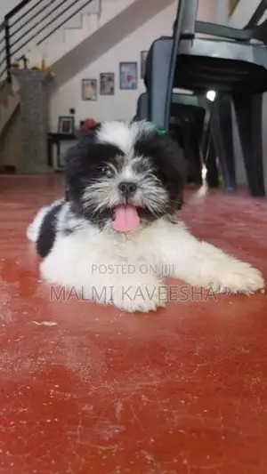 Shih - Tzu