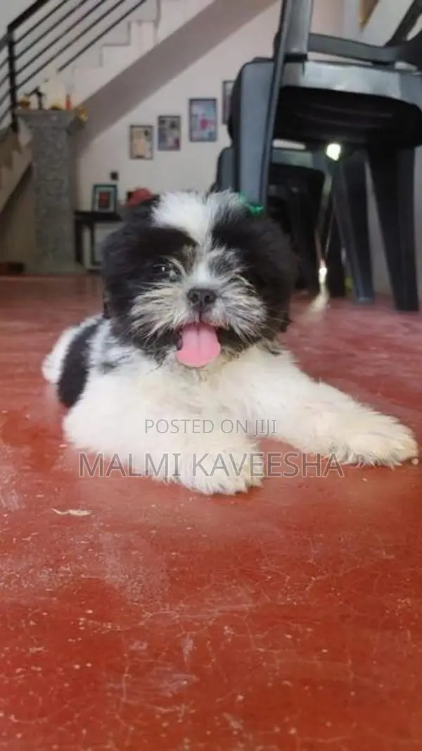 Shih - Tzu