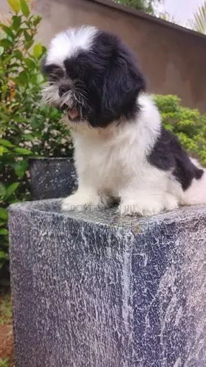 Shih - Tzu