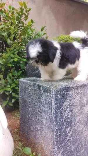 Shih - Tzu