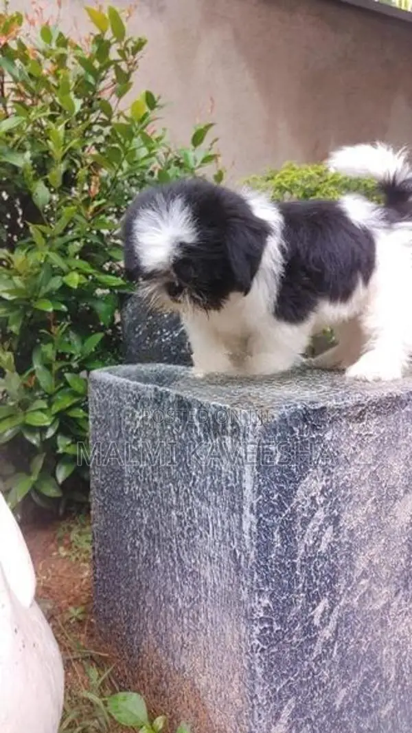 Shih - Tzu