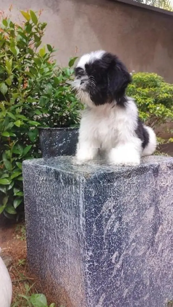 Shih - Tzu