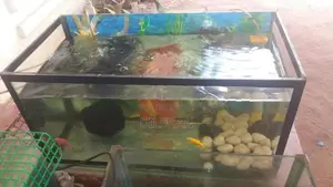Fish With Tank