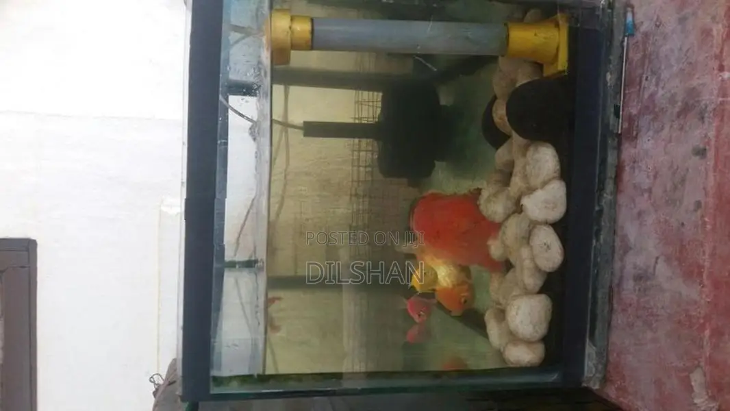 Fish With Tank