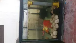 Fish With Tank