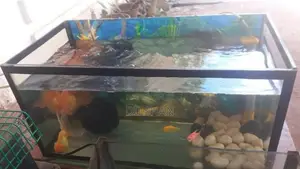 Fish With Tank