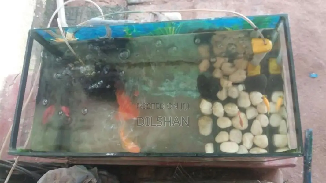 Fish With Tank