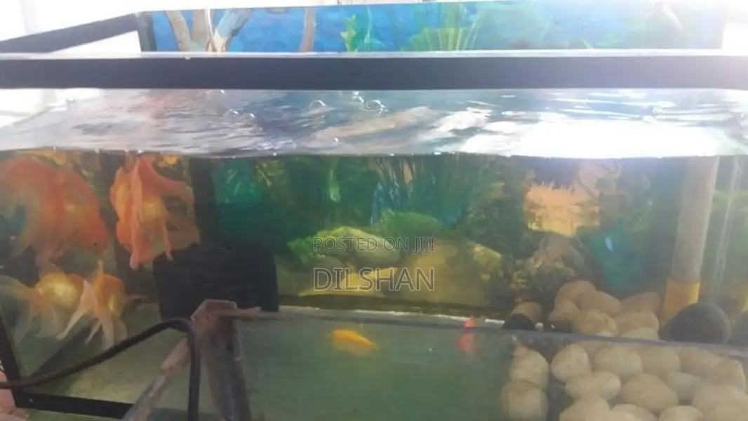 Fish With Tank