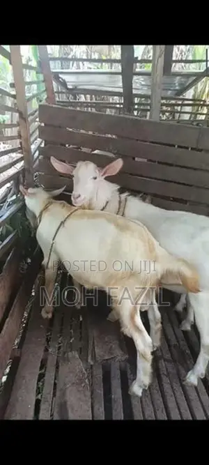 Male Goat