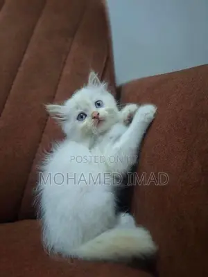 Persian Kittens