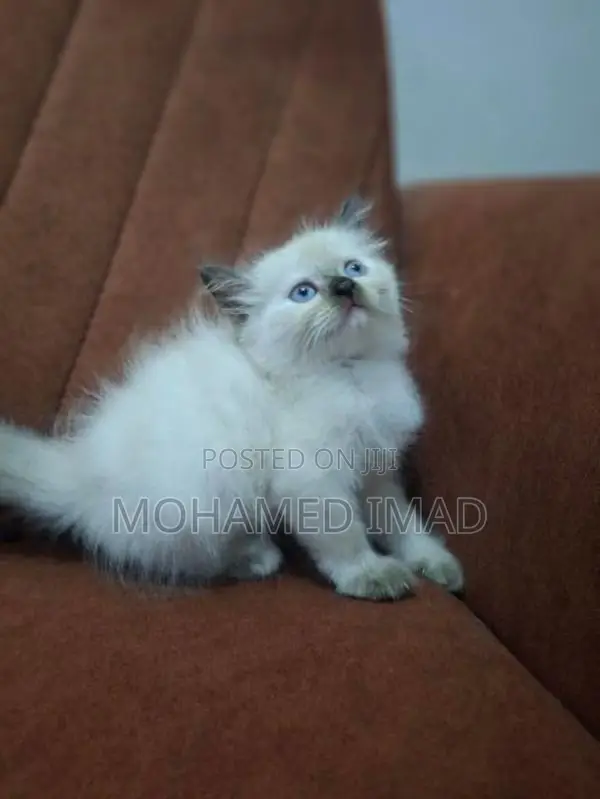 Persian Kittens