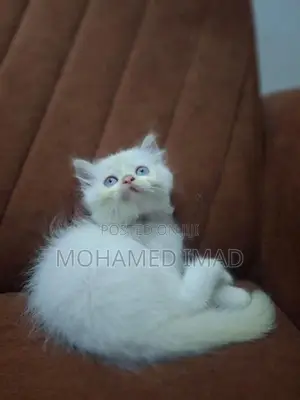 Persian Kittens