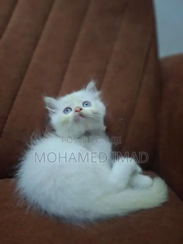 Persian Kittens