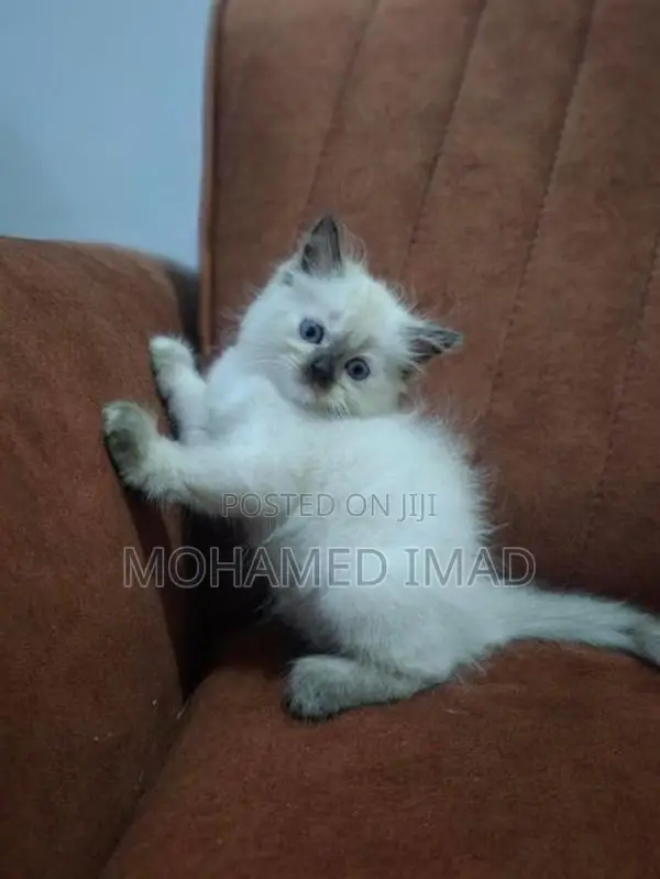 Persian Kittens