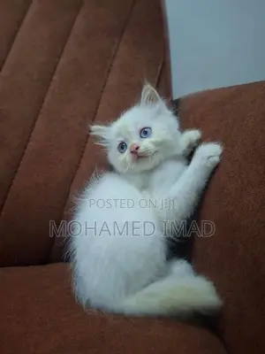 Persian Kittens