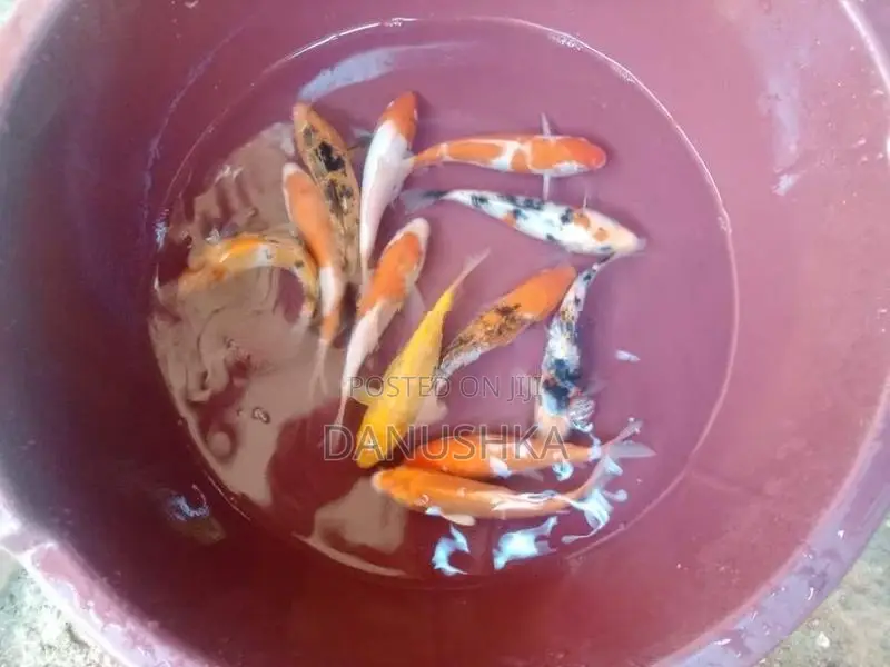 Carp Fish (කාෆ් මාළු)
