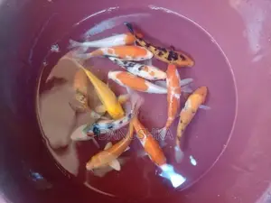 Carp Fish (කාෆ් මාළු)