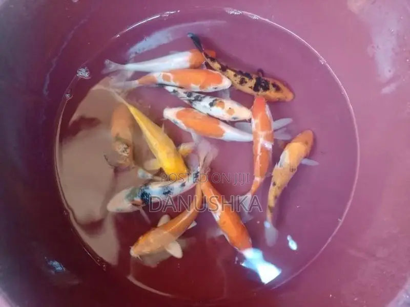 Carp Fish (කාෆ් මාළු)