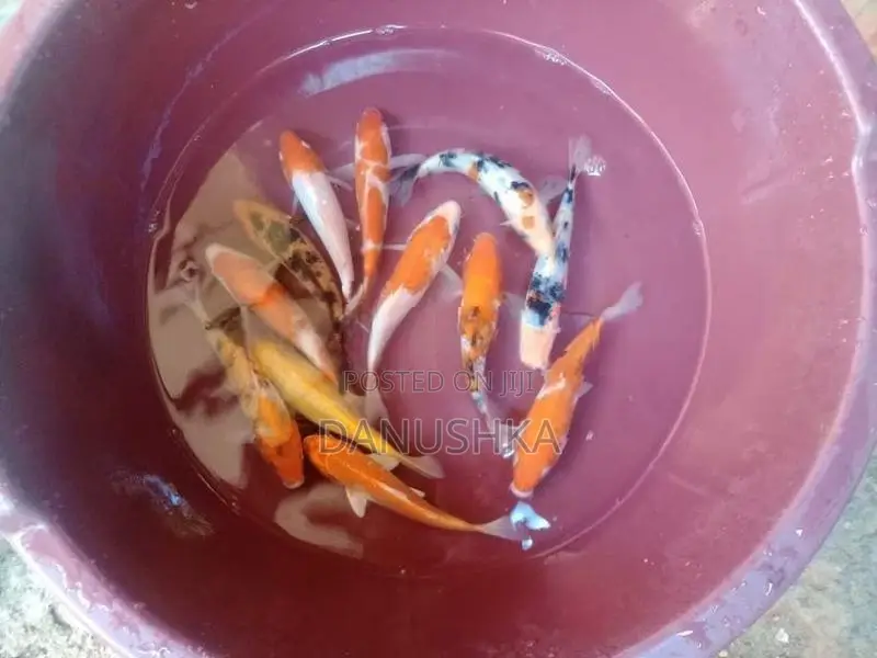Carp Fish (කාෆ් මාළු)