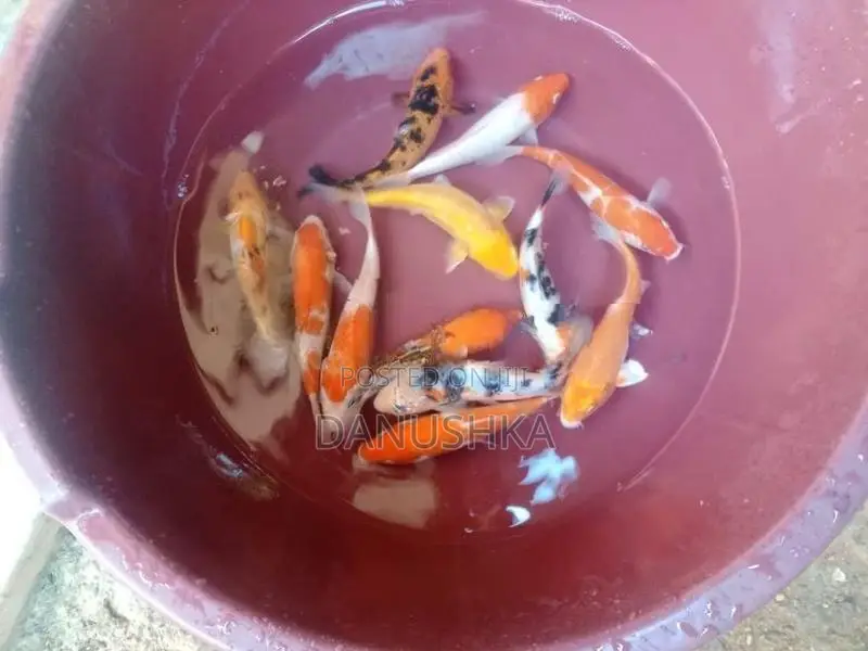 Carp Fish (කාෆ් මාළු)