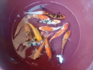 Carp Fish (කාෆ් මාළු)
