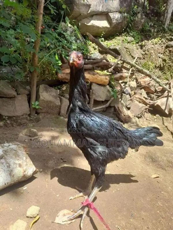 Indian Aseel Rooster