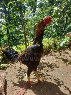 Indian Aseel Rooster