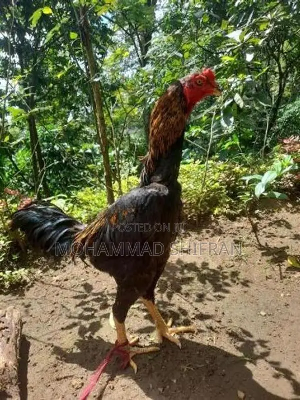 Indian Aseel Rooster